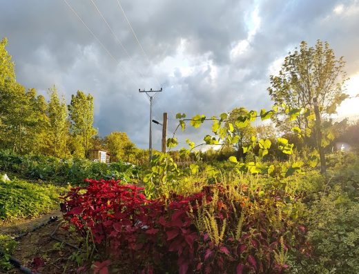 Komunitná záhrada pri západe slnka